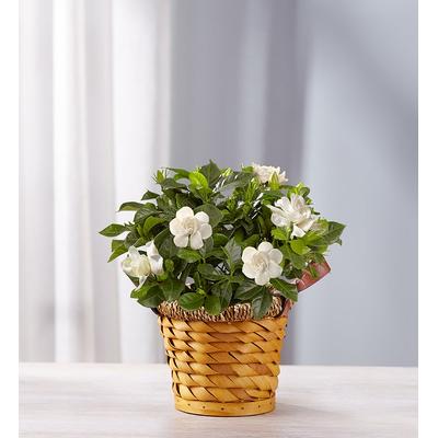 1-800-Flowers Everyday Gift Delivery Cherished Gardenia Small | Happiness Delivered To Their Door