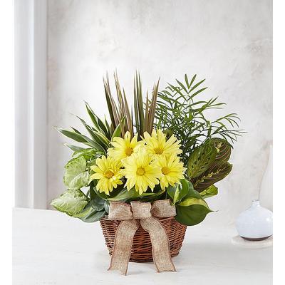 1-800-Flowers Plant Delivery Dish Garden W/ Fresh Cut Flowers For Sympathy Small Plant