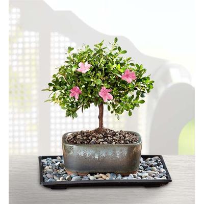 1-800-Flowers Plant Delivery Sweet Serenity Azalea Bonsai Small Plant | Happiness Delivered To Their Door