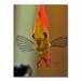 Trademark Fine Art 'Talking w/ a Fish' by Kurt Shaffer Framed Photographic Print on Wrapped Canvas in Brown/Orange | 32 H x 22 W x 2 D in | Wayfair