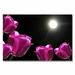 Trademark Fine Art 'Tulips in the Moonlight' by Kathie McCurdy Graphic Art on Canvas in Black/Indigo | 16 H x 24 W x 2 D in | Wayfair