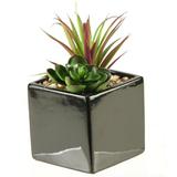 D & W Silks Succulent & Echeveria Desk Top Plant in Planter Ceramic/Plastic | 7.5 H x 6 W x 6 D in | Wayfair 137006