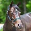 SmartPak Soft Padded Leather Halter - Horse - Black/Teal - Smartpak