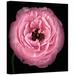 ArtWall ' I' by Cora Niele Photographic Print on Wrapped Canvas in Pink | 24 H x 24 W x 2 D in | Wayfair Cniele-059-24x24-w