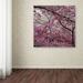 Trademark Fine Art "Cherry Blossoms 2014-3" by CATeyes Photographic Print on Wrapped Canvas in Green/Red | 14 H x 14 W x 2 D in | Wayfair