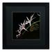 Trademark Fine Art 'Spider Orchid & Owl Eye' by Kurt Shaffer Framed Photographic Print Canvas | 16 H x 16 W x 0.5 D in | Wayfair KS115-B1616BMF