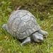 Campania International Small Turtle Statue, Copper in Gray/Blue | 2.5 H x 5.5 W x 5 D in | Wayfair A-093-AS