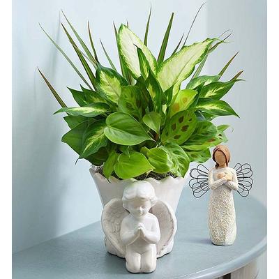 1-800-Flowers Plant Delivery Praying Angel Dish Garden + Remembrance Angel | Happiness Delivered To Their Door