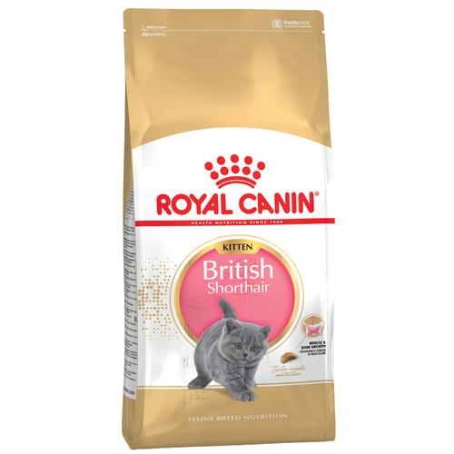 2x10kg British Shorthair Kitten Royal Canin Trockenfutter für Kätzchen