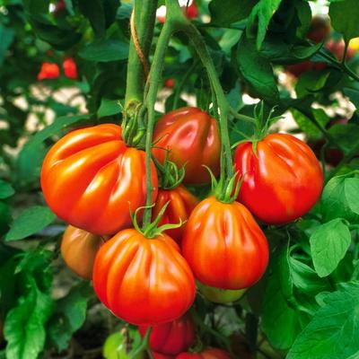 Tomatenpflanze Fleischtomate Corazon, veredelt