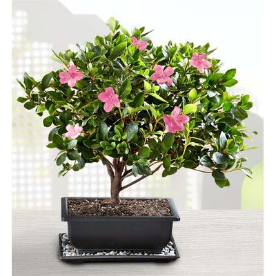 1-800-Flowers Plant Delivery Azalea Bonsai Large Plant | Happiness Delivered To Their Door