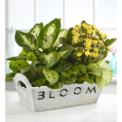 1-800-Flowers Plant Delivery Bloom Dish Garden | 100% Satisfaction Guaranteed | Happiness Delivered To Their Door