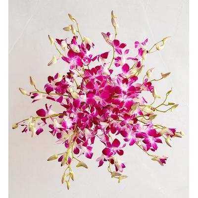 1-800-Flowers Flower Delivery Exotic Breeze Orchids 20 Stems Bouquet Only | Happiness Delivered To Their Door