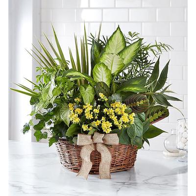 1-800-Flowers Everyday Gift Delivery European Dish Garden Large