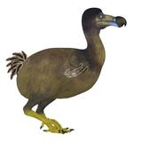 Dodo bird side view Poster Print