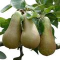 Garden Market Place Dwarf Patio Fruit Tree- Pear- Variety Conference - Approx 75cms Tall -