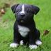 Hi-Line Gift Ltd. Sitting Staffordshire Pitbull Puppy Statue in Black | 6.5 H x 5 W x 5.5 D in | Wayfair 87771-08