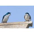 British Columbia Tree Swallows perched on bird house Poster Print by Larry Ditto (36 x 24)