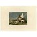 Rock Grouse Poster Print by John James Audubon (10 x 14)