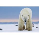 Posterazzi Polar Bear Along The Hudson Bay Coastline Waiting for The Bay To Freeze Over - Churchill Manitoba Canada Poster Print by Robert Postma - 19 x 12