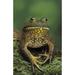 Tk0657 Thomas Kitchin; American Bullfrog. North America. Rana Catesbeiana. Poster Print (11 x 17)