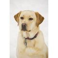 Golden Labrador Retriever Dog Poster Print