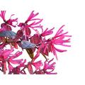 Loropetalum - Chinese Witch Hazel -Large 80cms Tall Garden Plant