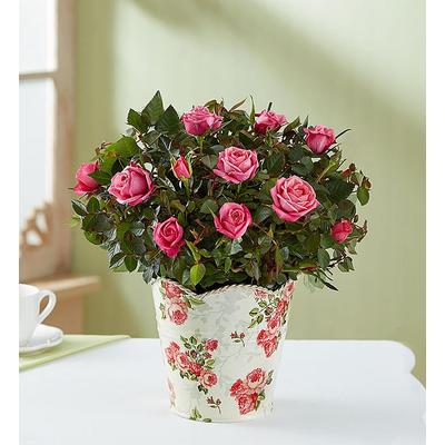 1-800-Flowers Flower Delivery In Loving Memory Classic Rose Plant Small | Happiness Delivered To Their Door