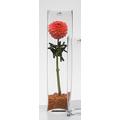 Sandra Rich 360019 Vase, Glas, transparent, 40 x 10 x 10 cm