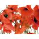 AG Design FTS 0479 Wilder Mohn, Papier Fototapete - 360x254 cm - 4 teile, Papier, multicolor, 0,1 x 360 x 254 cm