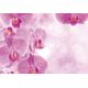 Pink Orchid Sparkles Wallpaper Mural