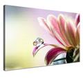 LANA KK - Leinwandbild "Lenz" mit Blumen auf Echtholz-Keilrahmen – Frühling und Natur Fotoleinwand-Kunstdruck in rosa, einteilig & fertig gerahmt in 60x40cm