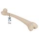 3B Scientific A35/1 Femur-Modell + kostenlose Anatomie App - 3B Smart Anatomy