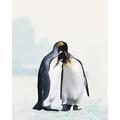 Joel Simon "King Penguin, 40 x 50 cm, Leinwanddruck