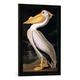 Gerahmtes Bild von John James nach Audubon "American White Pelican, from 'Birds of America', engraved by Robert Havell (1793-1878) published 1836", Kunstdruck im hochwertigen handgefertigten Bilder-Rahmen, 40x60 cm, Schwarz matt