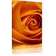 Pixxprint LFs7815_60x40 prächtige Gelbe Rose fertig gerahmt mit Keilrahmen Kunstdruck Kein Poster Oder Plakat auf Leinwand, 60 x 40 cm