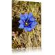 Pixxprint LFs7773_100x70 blaue Blüte fertig gerahmt mit Keilrahmen Kunstdruck kein Poster oder Plakat auf Leinwand, 100 x 70 cm