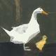 Julia Burns "Duck and Duckling, 40 x 40 cm, Leinwanddruck