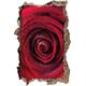 Pixxprint 3D_WD_1621_92x62 Wundervolle rote Rose Wanddurchbruch 3D Wandtattoo, Vinyl, bunt, 92 x 62 x 0,02 cm