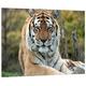 Pixxprint HBVs_1431_80x60 majestätischer Tiger auf Wiese MDF-Holzbild im Bretterlook Wanddekoration, bunt, 80 x 60 x 2 cm