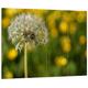 Pixxprint HBVs_1578_80x60 Pusteblume auf Wiese MDF-Holzbild im Bretterlook Wanddekoration, bunt, 80 x 60 x 2 cm