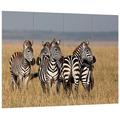 Pixxprint HBVs_1164_80x60 kleine Zebraherde in der Savanne MDF-Holzbild im Bretterlook Wanddekoration, bunt, 80 x 60 x 2 cm