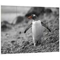 Pixxprint süßer Pinguin am Steinstrand schwarz/weiß, MDF-Holzbild im Bretterlook Format: 80x60cm, Wanddekoration