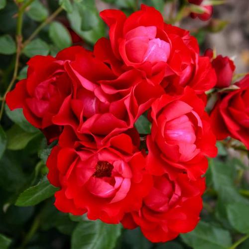 Beetrose Black Forest Rose®, im ca. 23 cm-Topf