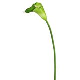 Vickerman 461006 - 28" Calla Lily Wh/Gr Large Stem (FK171406) Home Office Flowers with Stems