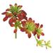 Vickerman 458143 - Atropurpureum-Burgundy/Green(Pk/3) (FA170101) Home Office Picks and Sprays