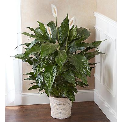 1-800-Flowers Everyday Gift Delivery Peace Lily Plant For Sympathy Large | Happiness Delivered To Their Door