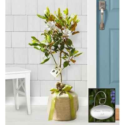 1-800-Flowers Everyday Gift Delivery Magnolia Tree Large W/ Plaque | Same Day Delivery Available