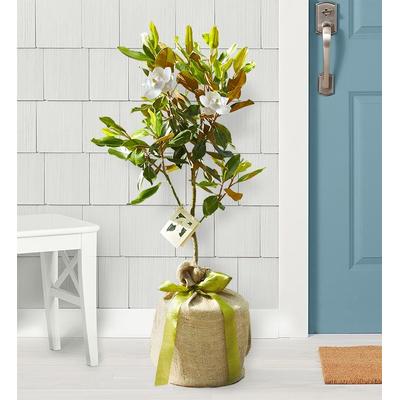 1-800-Flowers Everyday Gift Delivery Magnolia Tree Large | Happiness Delivered To Their Door