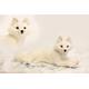 6088 Snow/Arctic Fox Lying Plush Soft Toy by Hansa